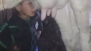Budak Isap Susu Lembu Fresh Dari Ladang