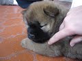 Chow Chow Puppies 1
