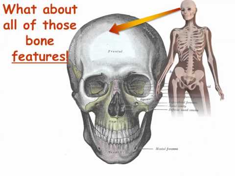 Bones Learn The Bones of The Human Body