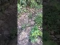 Buaya jadian