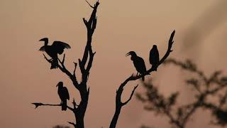 Ground Hornbills Call At Sunrise Aof Safari