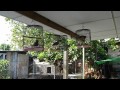 Spotted Dove / Spilopelia chinensis / Burung Tekukur Voice -Panasonic LUMIX DMC-TS10/FT 10- 720p(HD)