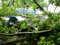Video В Пензе дерево упало на машину