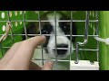 Taking Our Jack Russell Puppy Home