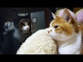 【猫】隙あり！ - Sneaky Ohagi the Cat -