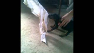 Nlt Roki