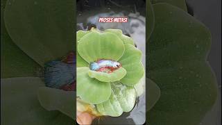 Proses Mutasi Cupang Hellboy 1 Sampai 4 Bulan