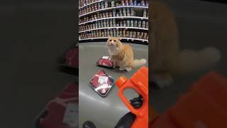 Cute Cats Hilarious Theft Attempt Sneaks Meat Pack From Store - Caught On Cam