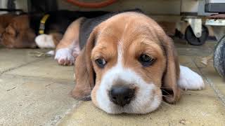 Funny Beagle Puppies Playing With Siblings Very Cute