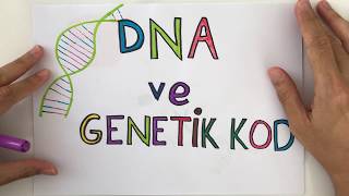 8. Sınıf DNA ve GENETİK KOD