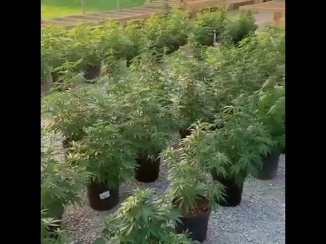 OUTDOOR Growop. Cannabis Community. ready to start flowering after a fresh trim job. #THC #CANNABIS
