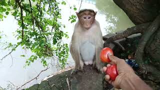 Cute Moments From Sharngakavu Wildlife Sanctuary. Monkey. Macaca. Macaque. Bandar. Bandor. Kurangan