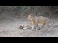 Lions Mating Like Crazy Close Up Footage images Lions Mating Like Crazy Close Up Footage