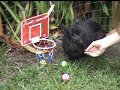 bunny