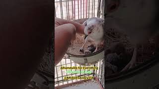 Dove Pets Lover