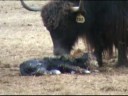 Yak Cow K011 Giving Birth images Yak Cow K011 Giving Birth