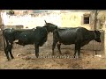 Bovine Mating Cows images Bovine Mating Cows