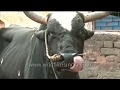 Veterinary video of Bovine sex : mating cows