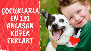 Çocuklara En İyi Anlaşan Köpek Irkları