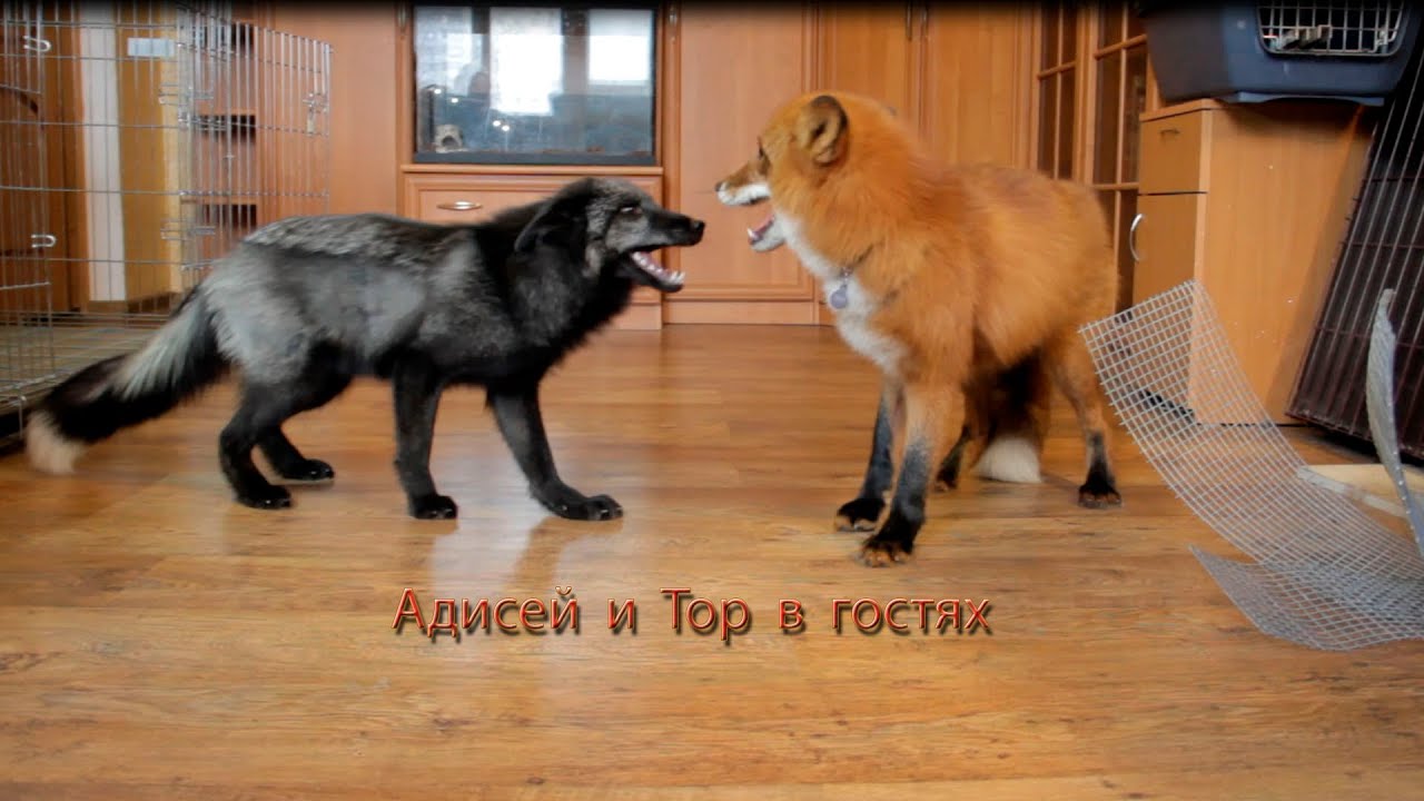 Как накачать ноги в домашних 6 Как накачать ноги в домашних 22