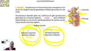 6 Sınıf Vücudumuzdaki Sistemler Ve Sağlığı Ünitesi Merkezi Sinir Sistemi Bölüm 2