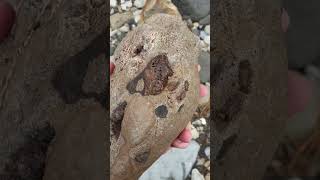 Plesiosaur Bones In A Rock