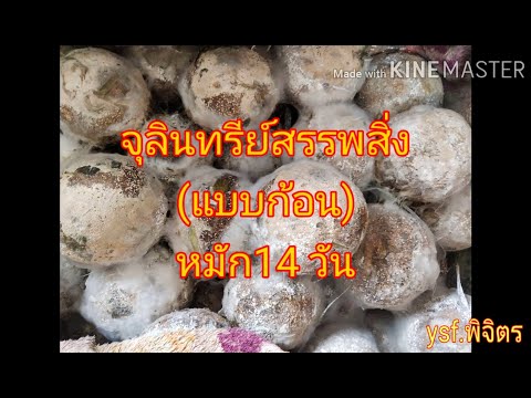 จุลินทรีย์สรรพสิ่ง(แบบก้อน)