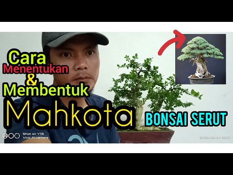 Cara mudah membuat mahkota bonsai serut  ( STREBLUS ASPER )