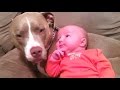 Funny And Cute Pitbull Dogs Love Babies Compilation 2015 [NEW...