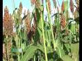 Presentan nuevas opciones para cultivo de sorgo