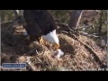 Berry College -- a few small bites for the new eaglet