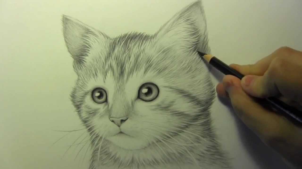 Kedi Çizimi - YouTube