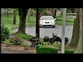 turkeys