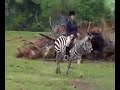 zebra
