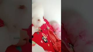 Cats are so funny you will die laughing 724