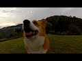 Happy - Goro walks / コーギーのローアングル撮影コレクション Goro@Welsh corgi Pharrell Williams