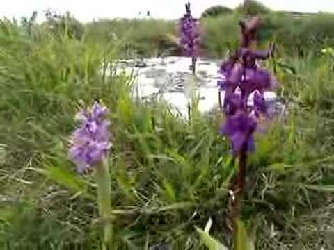 Early Purple Orchids at Durlston