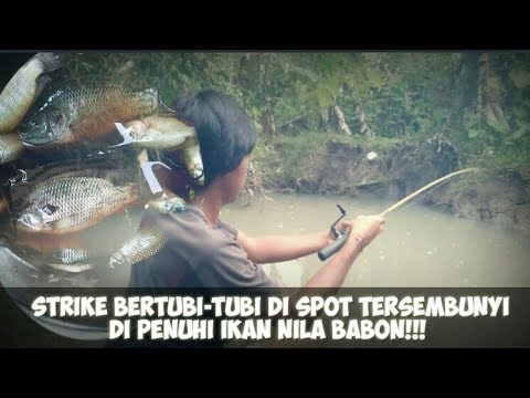 mancing ikan nila di spot tersembunyi hasilnya sangat memuaskan!!!