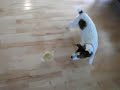 pup