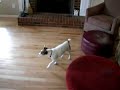 pup