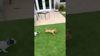 Sam Sniff & Belly Roll Playtime With Pawco