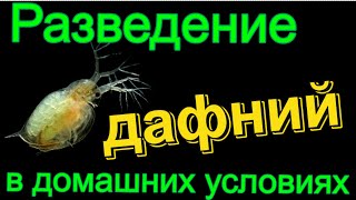 Как развести дафнию в домашних условиях Как развести дафнию в домашних условиях