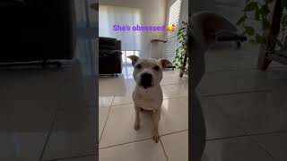 Staffy Coco Is Obsessed