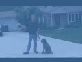 Alpha Dog Obedience Training - Basic Steps to Train Your Dog