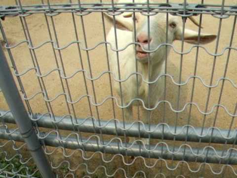 天王寺動物園羊のえさやり　ヤギ