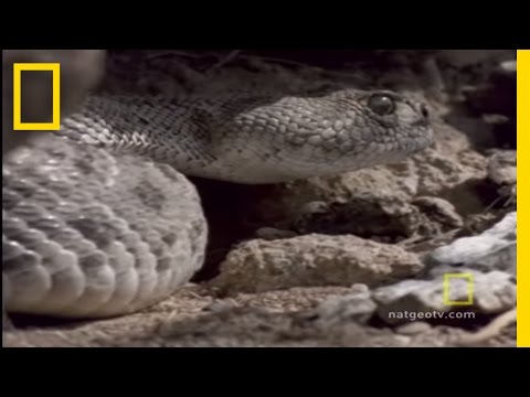 Baby  Tailed Hawk on Red Tailed Hawk Vs  Rattler