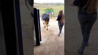 A Ruiva Soltou A Vaca Com A Perna Amarrada.