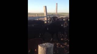 Tornado Cows