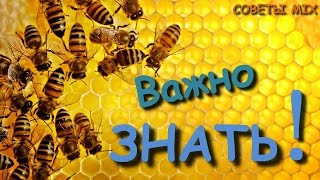 Секреты правильного употребления меда. Польза и вред для организма