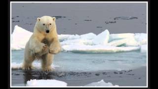 Arctic, a quiet place on Earth